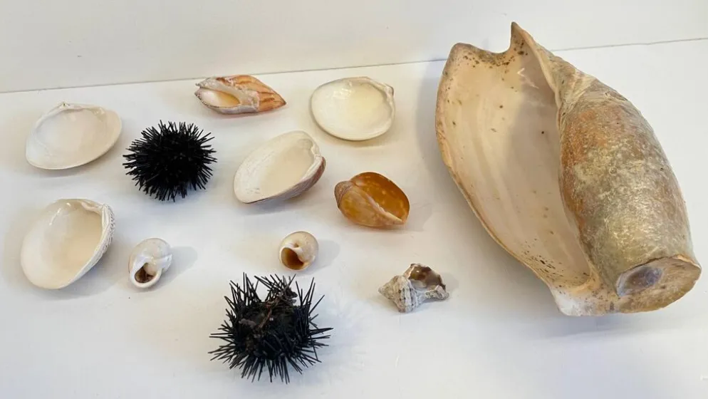 Collection de coquillages