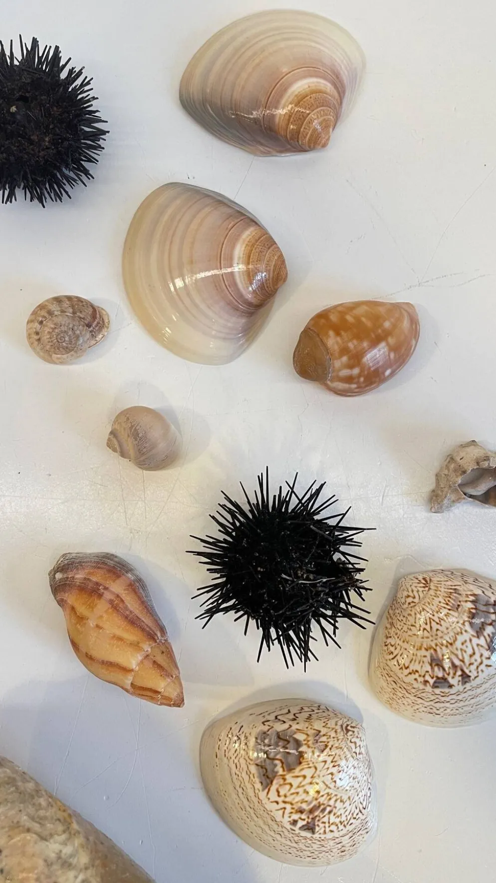 Collection de coquillages
