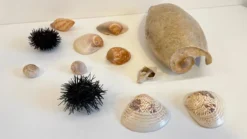 Collection de coquillages