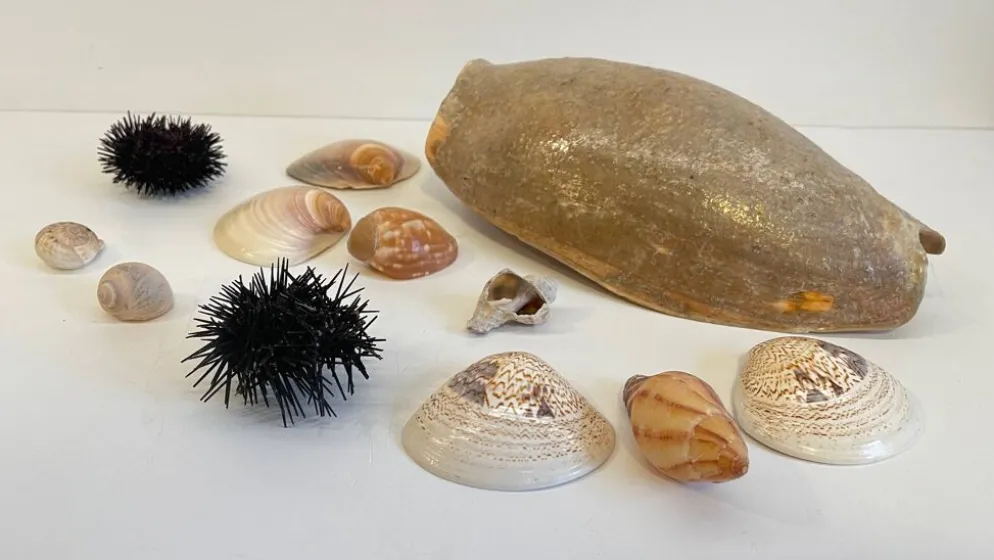 Collection de coquillages