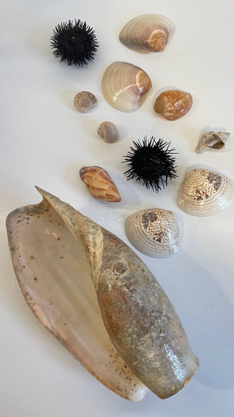 Collection de coquillages