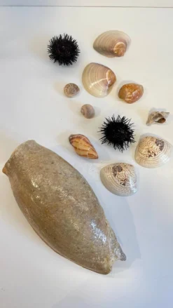 Collection de coquillages