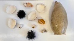 Collection de coquillages