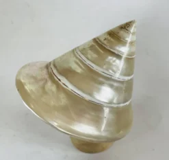 Coquillage