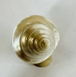 Coquillage
