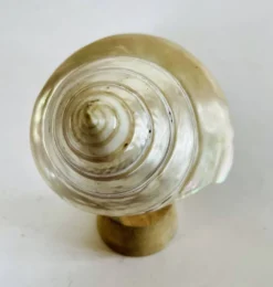 Coquillage
