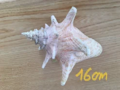 Coquillage