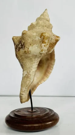 Coquillage