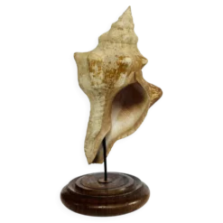 Coquillage