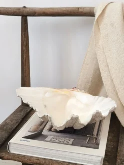 Coquillage, bénitier vintage