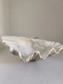 Coquillage, bénitier vintage