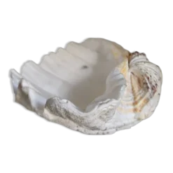 Coquillage, bénitier vintage
