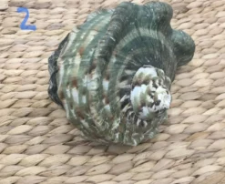 Coquillage - Burgot