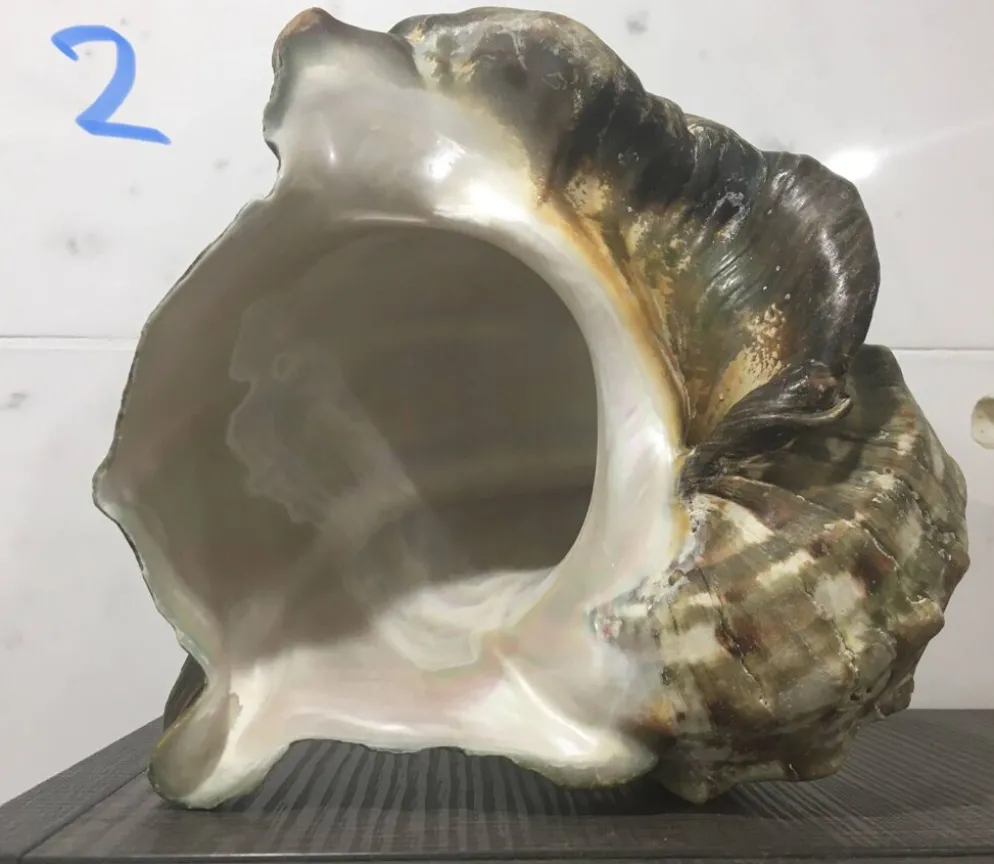 Coquillage - Burgot