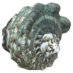 Coquillage - Burgot