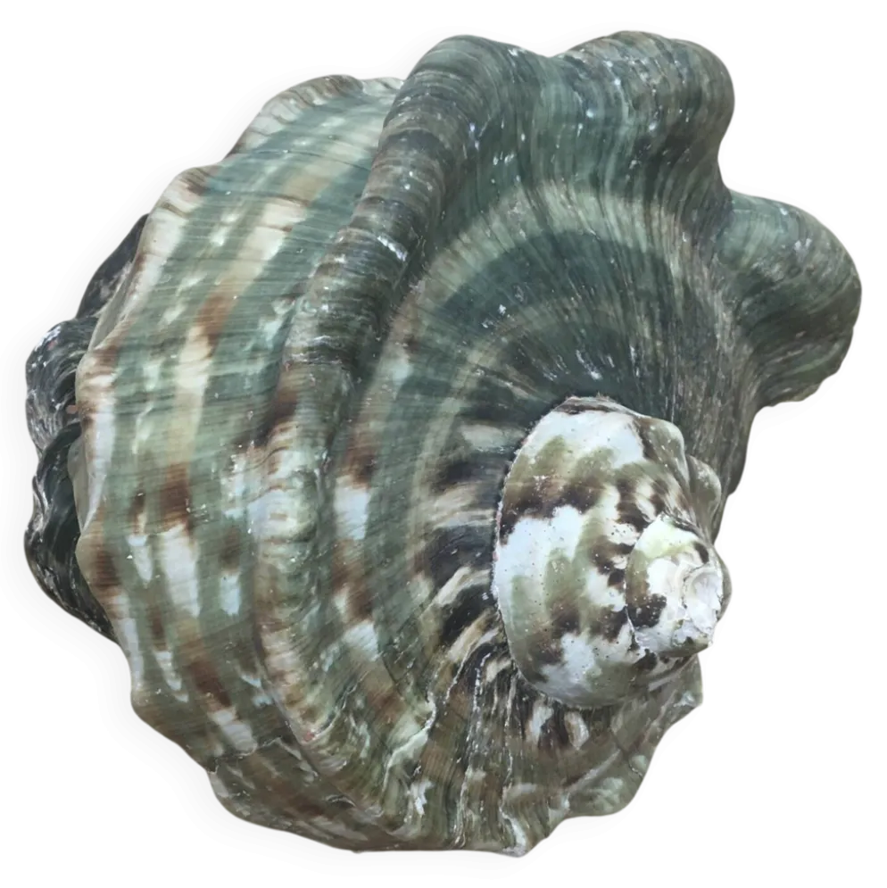 Coquillage - Burgot