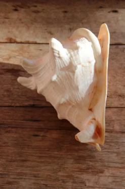 Coquillage Cassis Cornuta