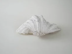 Coquillage décoratif de triton, style bohème, années 1980