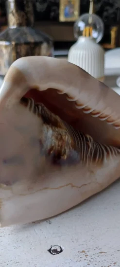 Coquillage deco
