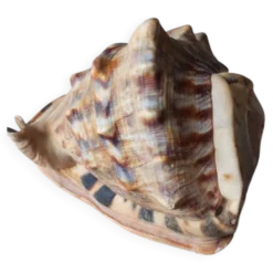 Coquillage deco