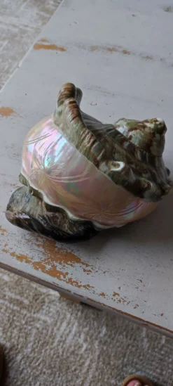 Coquillage deco