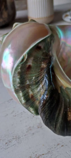 Coquillage deco