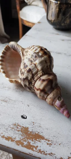 Coquillage deco