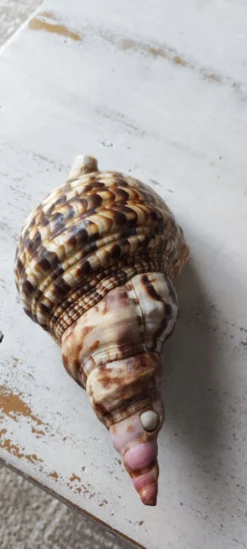 Coquillage deco