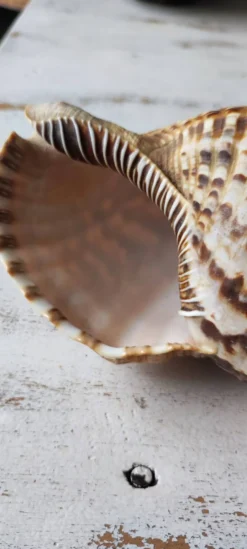 Coquillage deco