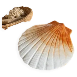 Coquillage en céramique 1960