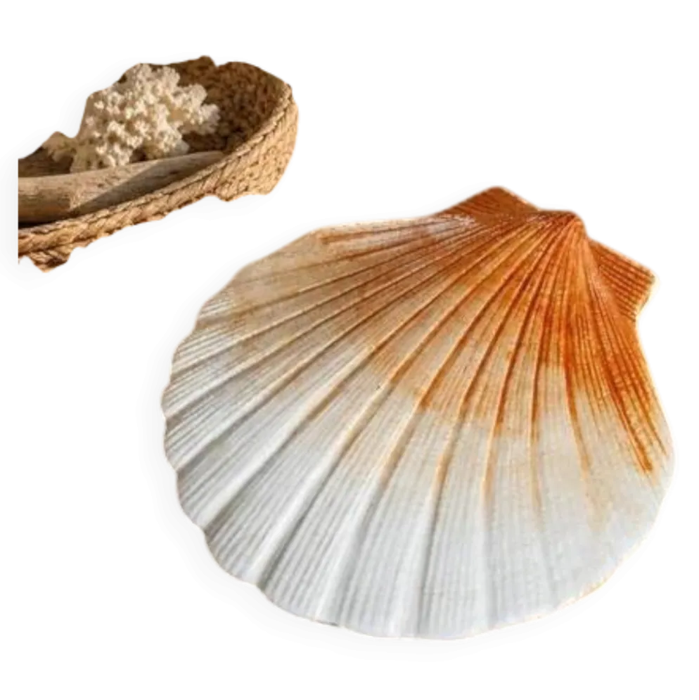 Coquillage en céramique 1960