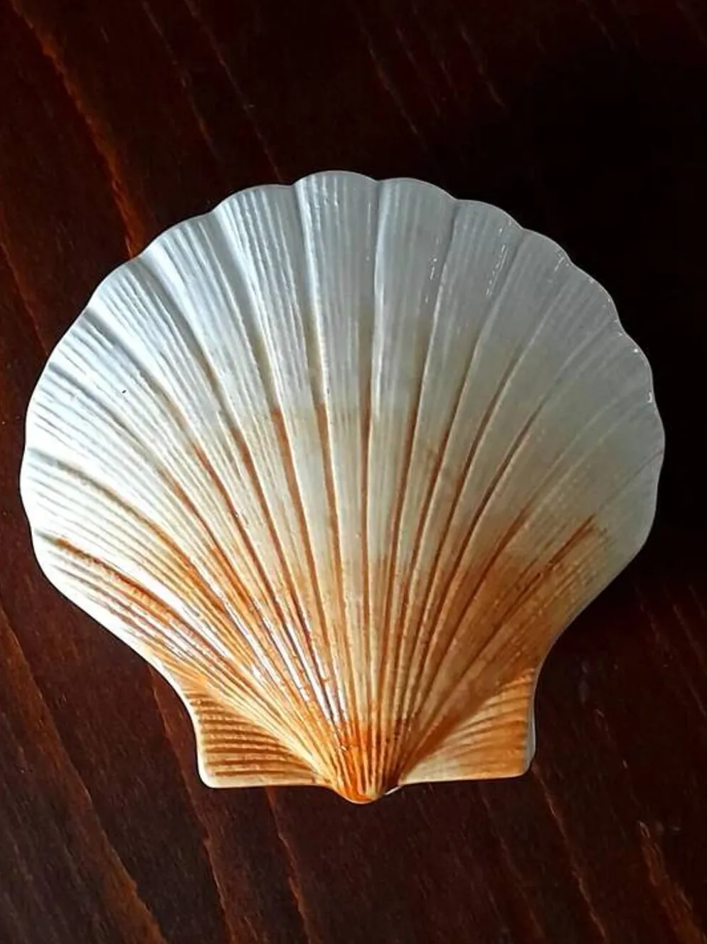 Coquillage en céramique 1960