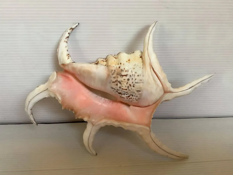 Coquillage lambis