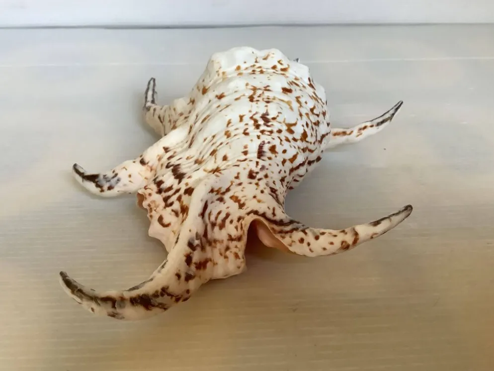 Coquillage lambis