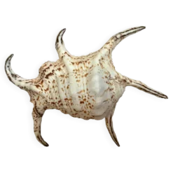 Coquillage lambis