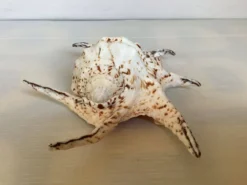 Coquillage lambis