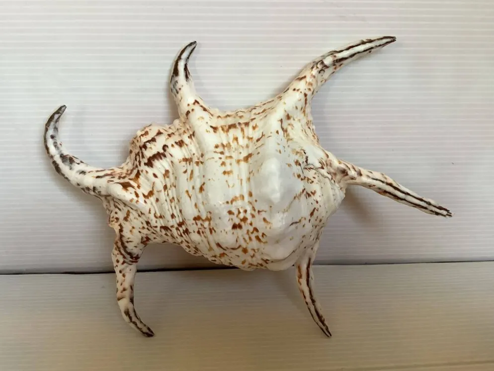 Coquillage lambis