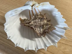 Coquillage Murex