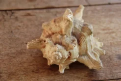 Coquillage Murex
