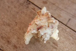 Coquillage Murex