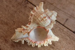 Coquillage Murex
