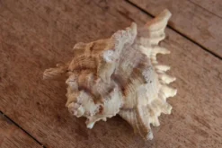 Coquillage Murex