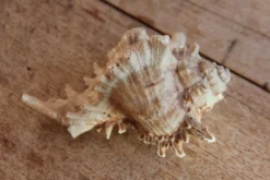 Coquillage Murex