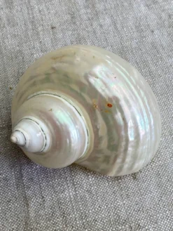 Coquillages nacre blanche, turbo imperialis