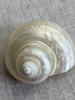 Coquillages nacre blanche, turbo imperialis