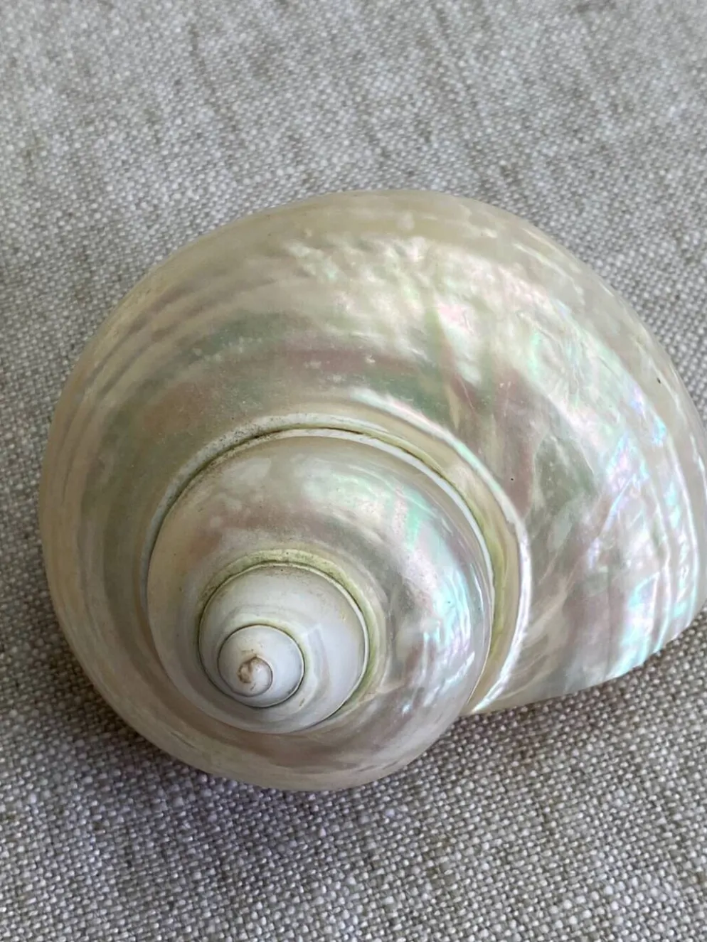 Coquillages nacre blanche, turbo imperialis