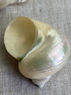 Coquillages nacre blanche, turbo imperialis