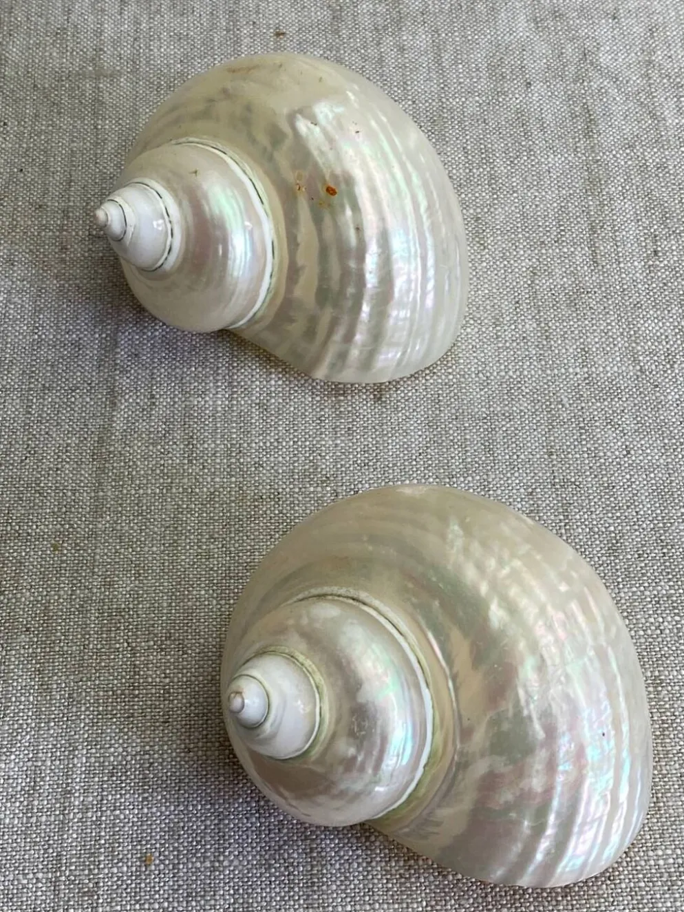 Coquillages nacre blanche, turbo imperialis