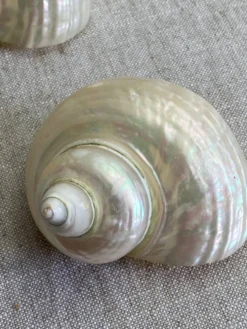 Coquillages nacre blanche, turbo imperialis