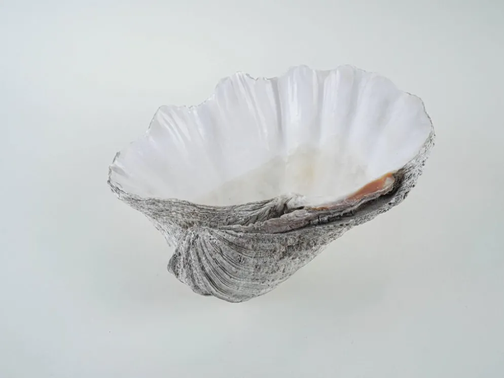 Coquillage Tridacna décoratif, style boho, années 1980